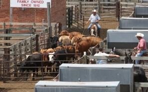 Unprecedented Four-Week Run in Fed Cattle Prices Linked to Solid Export Demand, Strong Markets